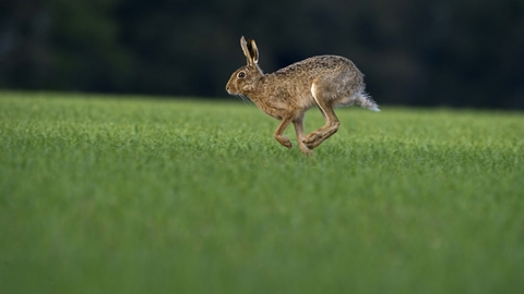 The Brown hare