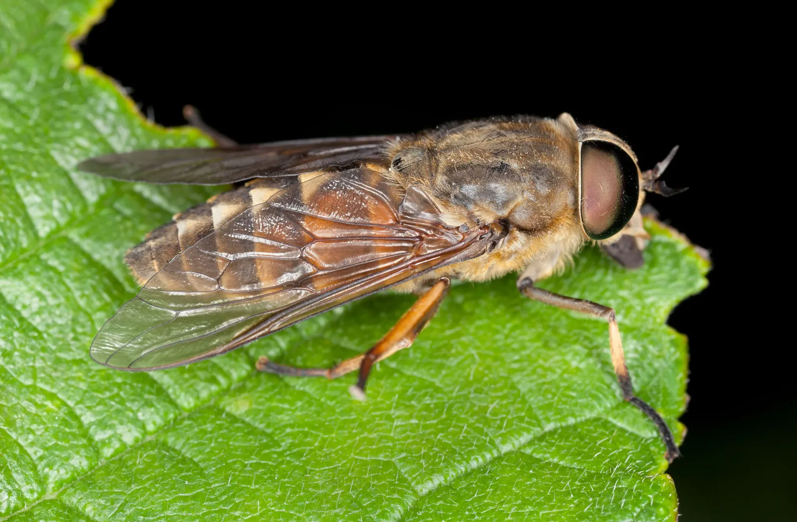 What are Horseflies?