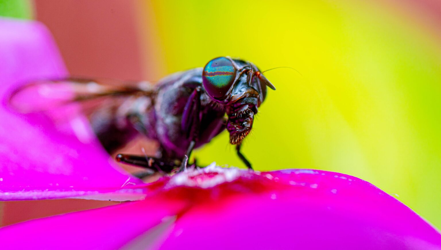 horsefly bite